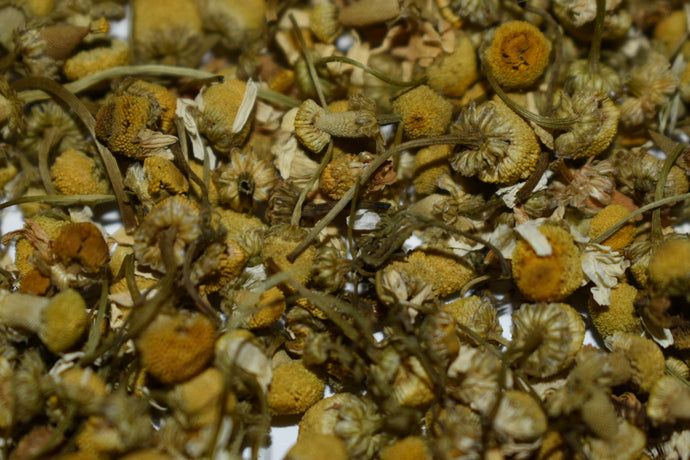 Egyptian Chamomile